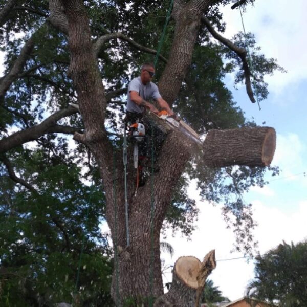 Kevin’s Tree Service